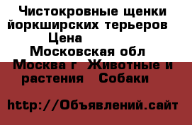 Чистокровные щенки йоркширских терьеров › Цена ­ 60 000 - Московская обл., Москва г. Животные и растения » Собаки   